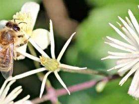 蜜蜂的日子特征有哪些？