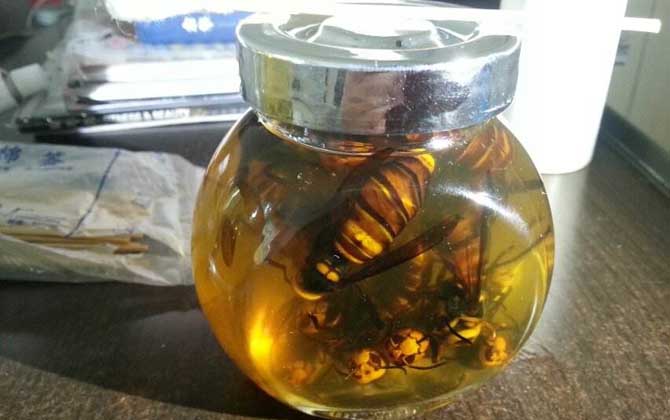 蜂酒的成效与效果有哪些?不但能祛风除湿,并且还能补肾壮阳!