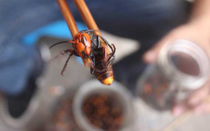蜂酒的成效与效果有哪些?不但能祛风除湿,并且还能补肾壮阳!