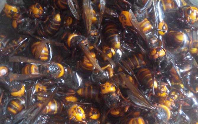 蜂酒的成效与效果有哪些?不但能祛风除湿,并且还能补肾壮阳!