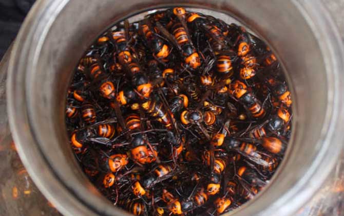 蜂酒的成效与效果有哪些?不但能祛风除湿,并且还能补肾壮阳!