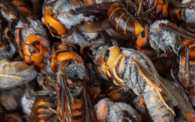 蜂酒的成效与效果有哪些?不但能祛风除湿,并且还能补肾壮阳!