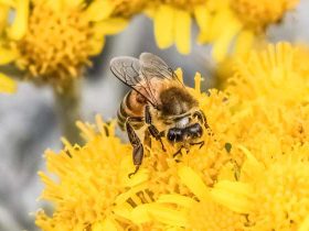 蜜蜂入屋筑巢是什么预兆？