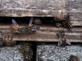 空蜂箱怎样引来蜜蜂？搞清楚这5个要害点，野生蜜蜂一群一群的来！