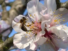 蜜蜂的习性有哪些？搞清楚蜜蜂的习性，养蜂时才干做到有的放矢！