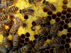 蜜蜂饲养技能有哪些？学会这些养蜂技能，蜜蜂饲养才干称心如意！