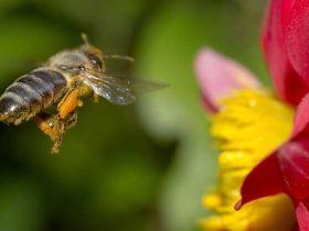 蜜蜂为什么要采蜜？实际上是在获取食物，蜜源丰厚时蜜蜂还会酿蜜！