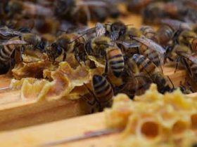 冬天蜂群办理关键有哪些？