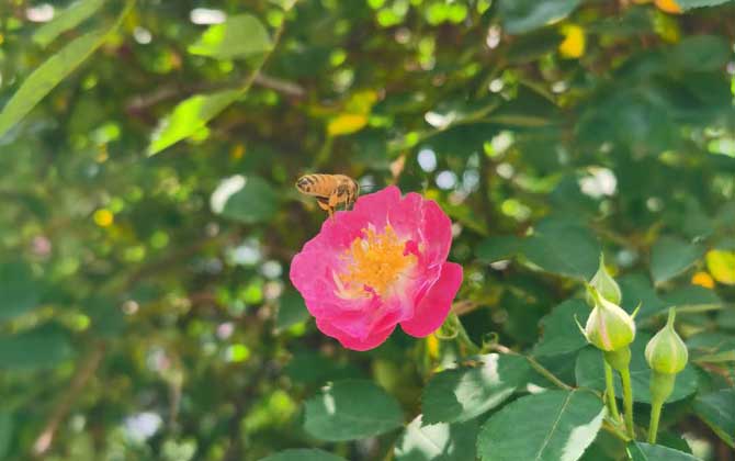 打死一只蜜蜂会报复吗?