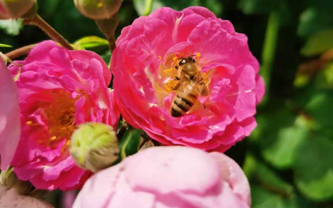 打死一只蜜蜂会报复吗?