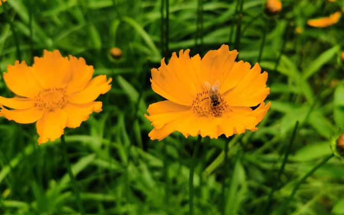 打死一只蜜蜂会报复吗?