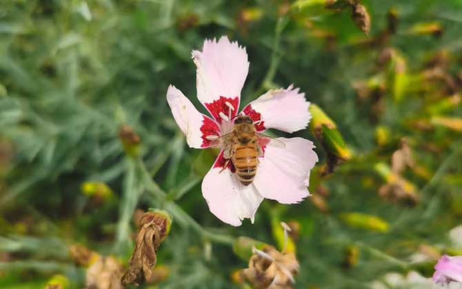 打死一只蜜蜂会报复吗?
