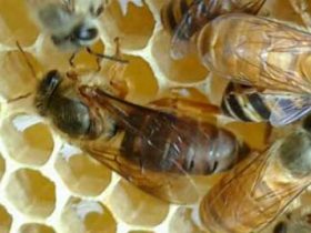 怎么促进蜂群多造新脾？