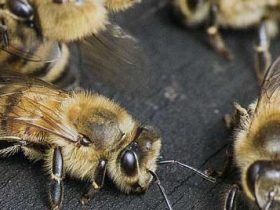 怎样保证蜂群安全越冬？