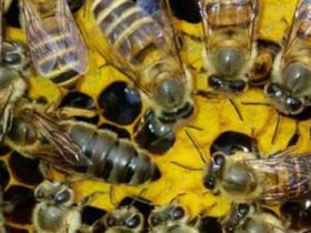 中蜂什么时候简单天然分蜂？