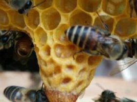 中蜂为什么简单天然分蜂？