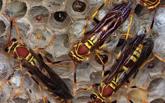 马蜂报复的原理是什么?依托信息素符号入侵者,并引导蜂群进犯!