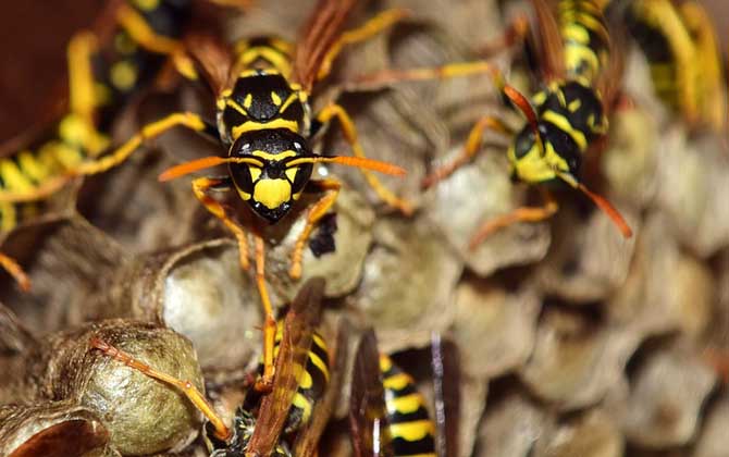 马蜂报复的原理是什么?依托信息素符号入侵者,并引导蜂群进犯!