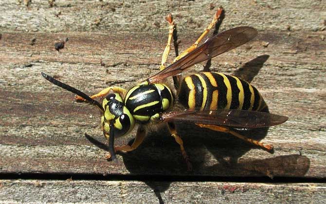 马蜂报复的原理是什么?依托信息素符号入侵者,并引导蜂群进犯!