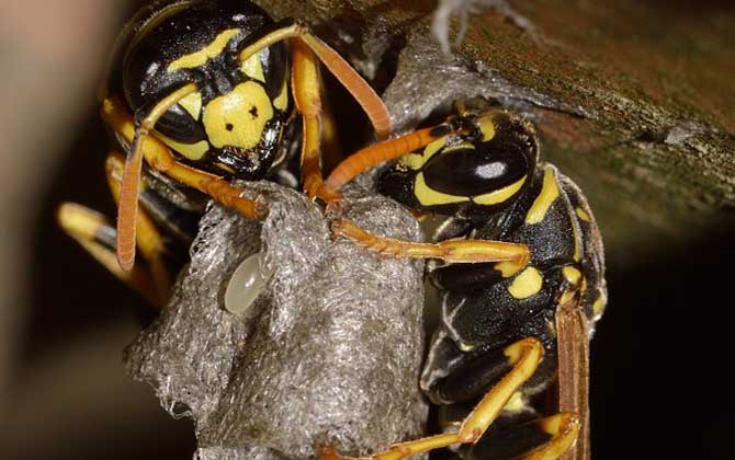 马蜂报复的原理是什么?依托信息素符号入侵者,并引导蜂群进犯!