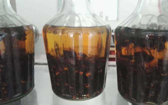 虎头蜂酒真的能壮阳吗?有必定的辅佐作用,但饮用不妥易中毒!