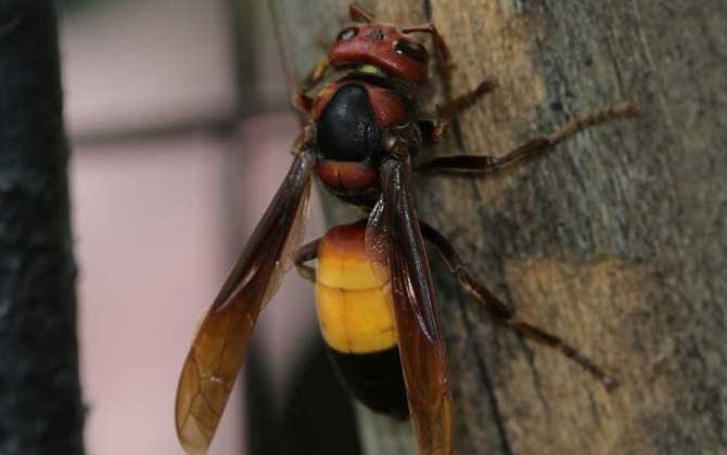 虎头蜂蛰了怎样消肿止痒?像这样处理,不但能消肿,还能止痒!
