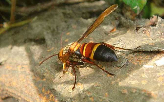 虎头蜂蛰了怎样消肿止痒?像这样处理,不但能消肿,还能止痒!