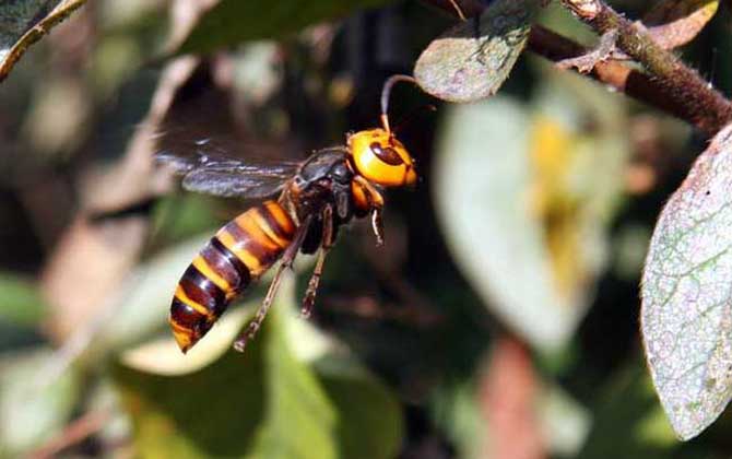 虎头蜂蛰了怎样消肿止痒?像这样处理,不但能消肿,还能止痒!