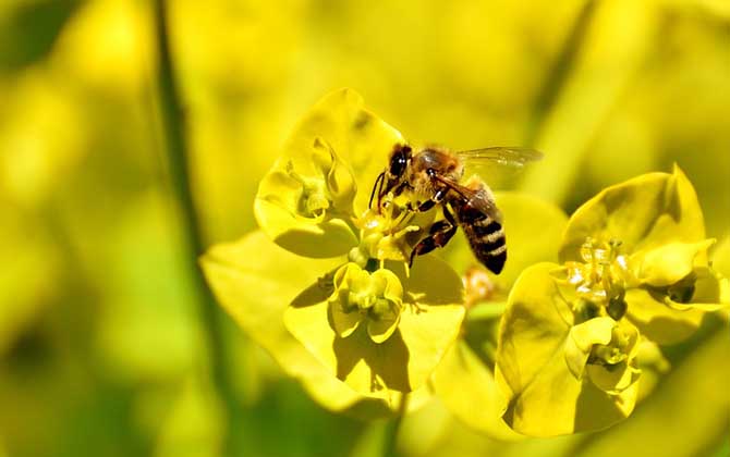 蜜蜂蛰了第二天越来越肿胀怎么办?