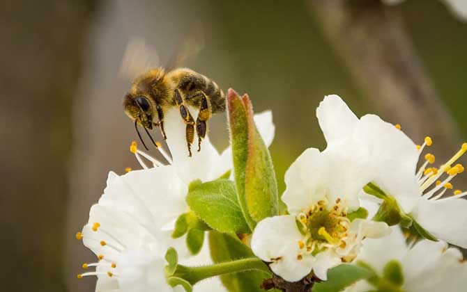被蜜蜂蛰消肿小好方法及注意事项