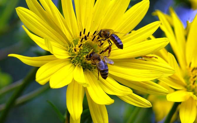 被蜜蜂蛰消肿小好方法及注意事项