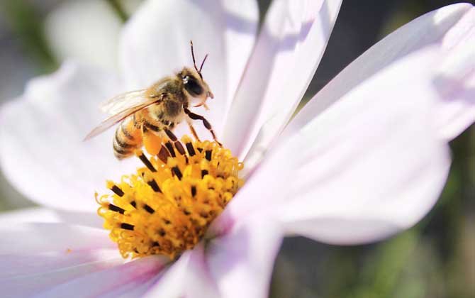 被蜜蜂蛰消肿小好方法及注意事项