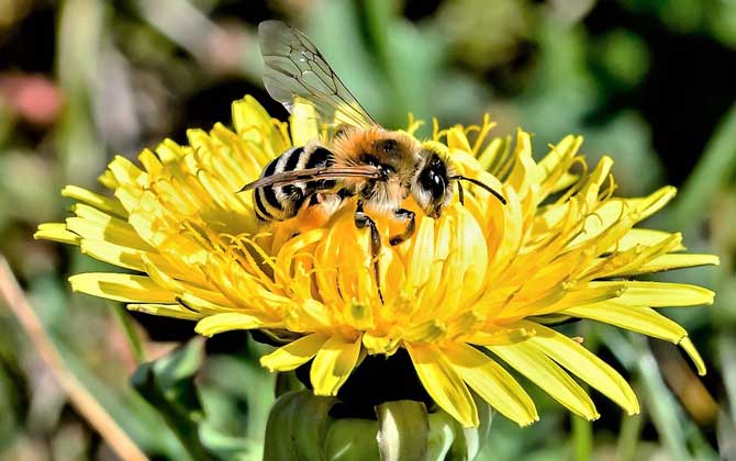 被蜜蜂蛰消肿小好方法及注意事项