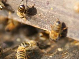 蜜蜂秋繁能够加巢脾吗？