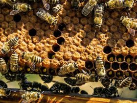 蜜蜂秋繁的最佳时刻及注意事项