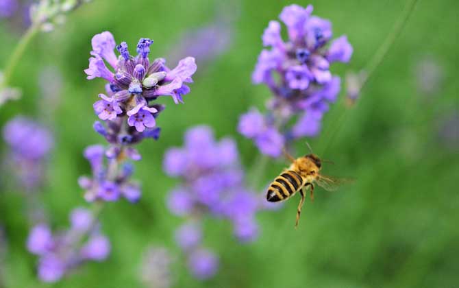 蜂毒对性功能的效果,没有特殊效果,过量蜂毒易引起急性肾衰竭!