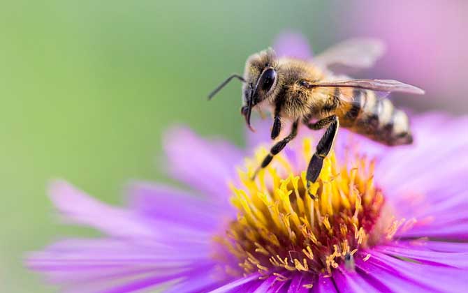蜂毒对性功能的效果,没有特殊效果,过量蜂毒易引起急性肾衰竭!
