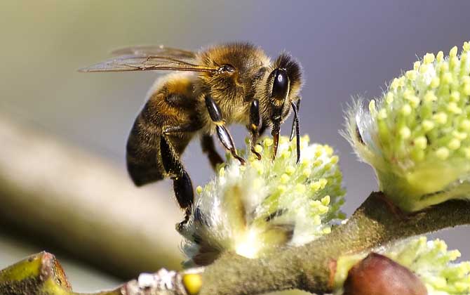 蜂毒几天从人体就排完了?一般3~4天,代谢器官主要是肾脏!
