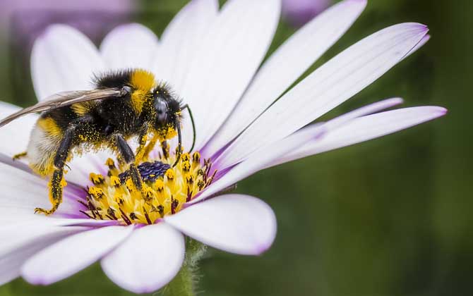 蜂毒几天从人体就排完了?一般3~4天,代谢器官主要是肾脏!