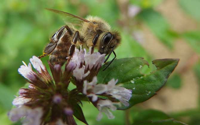 蜂毒几天从人体就排完了?一般3~4天,代谢器官主要是肾脏!
