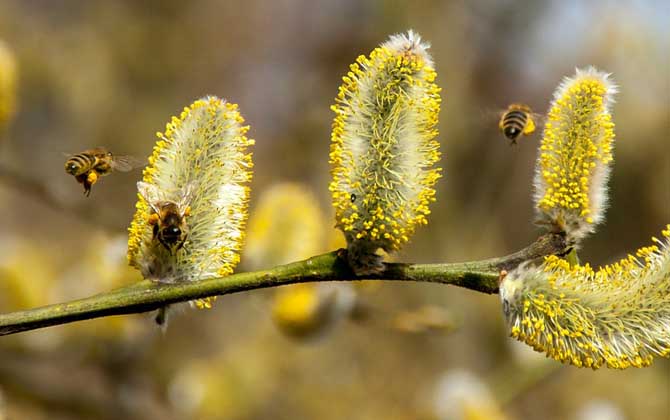 蜂毒几天从人体就排完了?一般3~4天,代谢器官主要是肾脏!