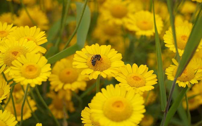 蜂毒几天从人体就排完了?一般3~4天,代谢器官主要是肾脏!