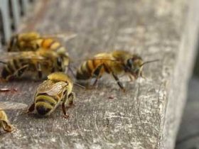 意蜂能定地养殖吗？