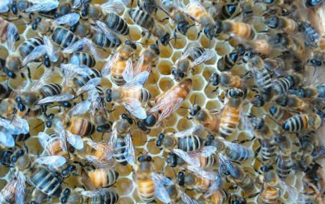 介王最佳时刻是什么时分?