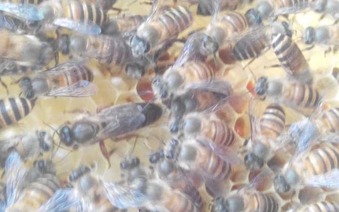 介王最佳时刻是什么时分?