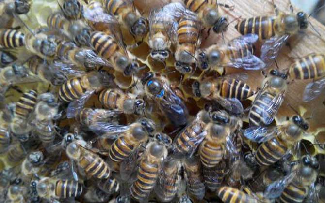 介王最佳时刻是什么时分?