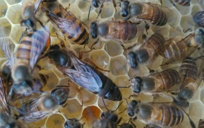 介王最佳时刻是什么时分?