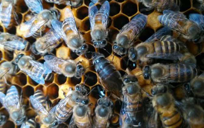 蜜蜂晚上介王简单成功吗?