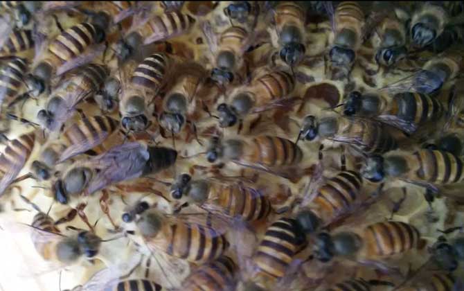 蜜蜂晚上介王简单成功吗?