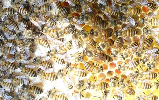 蜜蜂晚上介王简单成功吗?